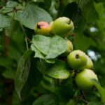 NBA火箭队最新赛程直播时间表完整版 2x8ly69zer